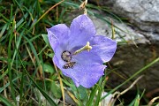 65 Campanula dell'Arciduca ( Campanula Raineri)